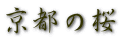 京都の桜