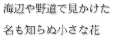 海辺や野道で見かけた　  名も知らぬ小さな花