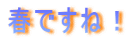 春ですね！