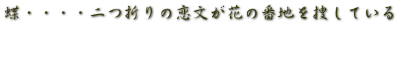 蝶・・・・二つ折りの恋文が花の番地を捜している  