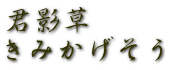 君影草　 きみかげそう