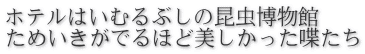 ホテルはいむるぶしの昆虫博物館 ためいきがでるほど美しかった喋たち