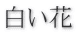 白い花